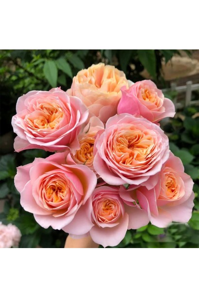 Букет з квітів троянди сорту Вувузела 